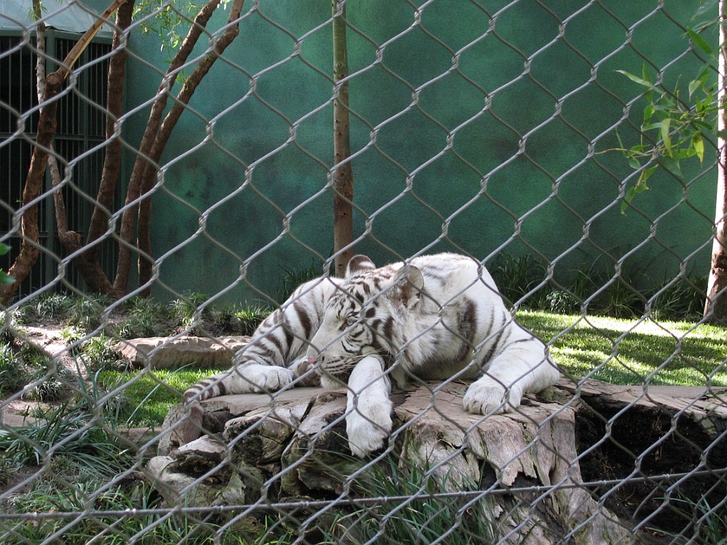 066 Secret Garden Mirage.jpg